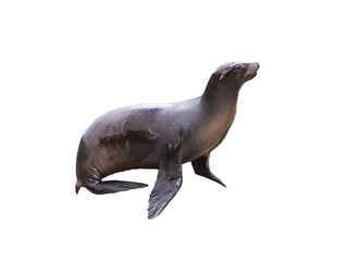 californian sealion isolated on white background © fotomaster