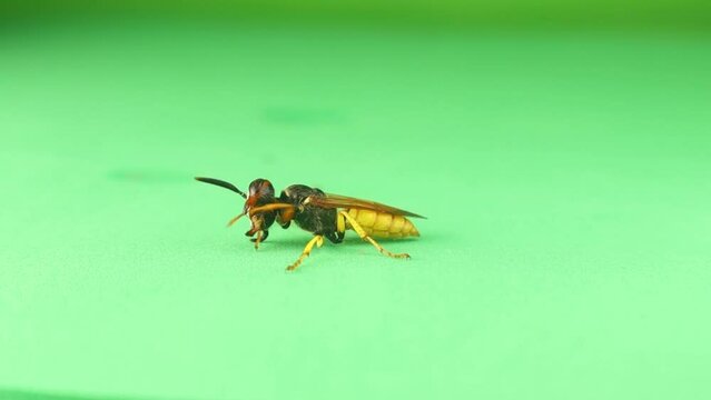 European beewolf (Philanthus triangulum) isolated a green background.
It's also called a Bee-wolf.
Bee-killer wasp cleaning its self.
Solitary wasps.
Insects, insect.
Bugs, bug.
Wildlife, wild nature
