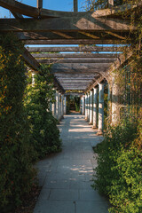 Fototapeta na wymiar Covered walkway at The Hill Garden and Pergola. Tree and creeper plants growing on old colonnade with sky in background. Scenic view of park in Hampstead Heath during sunny day.