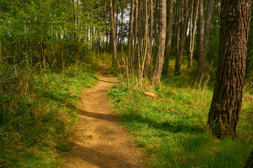 details from a deep forest