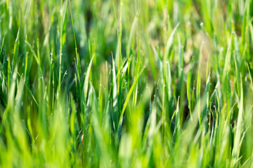 Blurred background Grass in dew and morning sun glare, abstract background