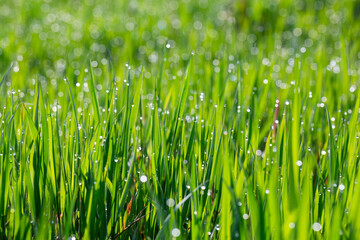 Grass in dew and morning sun glare, abstract background