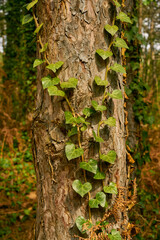 details from a deep forest