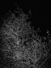 Birch tree branches and foliage against the blue sky with white clouds at Victoria Park in Truro, Nova Scotia, Canada