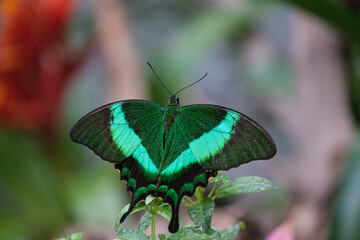 butterfly on leaf