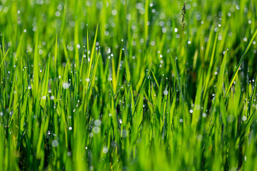 Grass in dew and morning sun glare, abstract background