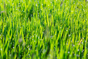 Grass in dew and morning sun glare, abstract background