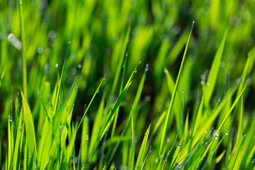 Grass in dew and morning sun glare, abstract background