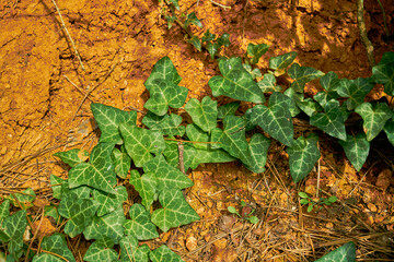 details from a deep forest