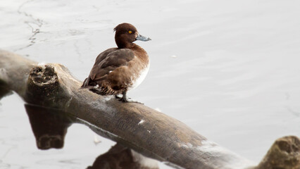 ducks in the snow