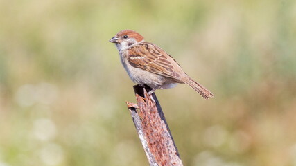 red backed shrike
