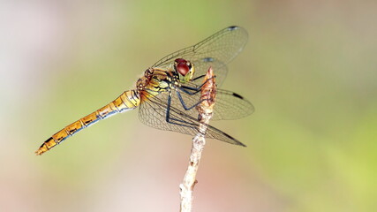 close up of a dragonfly