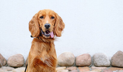 Portrait of a sitting brown english cocker spaniel looking at camera. A beautiful brown haired dog. Pet on a walk. Walking outdoors. Young purebred animal. Open mouth with pink tongue. On a leash