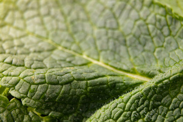 mint leaf close-up. green background