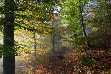 Magic morning in colorful forest.  Soft scenery of autumn nature with slight fog.