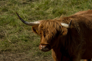 Highland cattle close-up, with a green pasture background