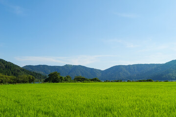 Image of beautiful Terraced rice field in water season and Irrigation from drone,Top view of rices paddy field