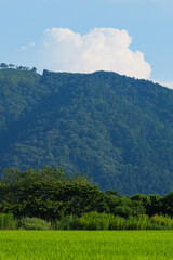 Fototapeta premium Image of beautiful Terraced rice field in water season and Irrigation from drone,Top view of rices paddy field