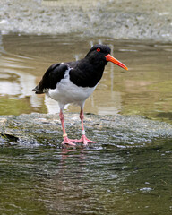 Wildlife at GaiaZOO in Kerkrade in the Netherlands