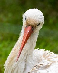 Wildlife at GaiaZOO in Kerkrade in the Netherlands