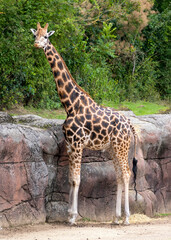 Obraz premium Wildlife at GaiaZOO in Kerkrade in the Netherlands