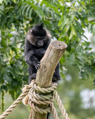Wildlife at GaiaZOO in Kerkrade in the Netherlands