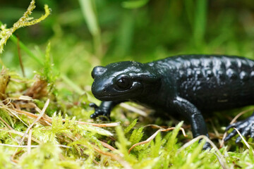 Closeup on the charcoal black Alpine salamander, Salamandra atra in the Austrian Carinthian Alps
