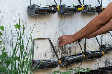Planting pakcoy (Brassica rapa subsp ) in used bottles with natural fertilizers, organic vegetables