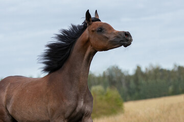 Head of a beautiful chestnut arabian horse, portrait in motion closeup.