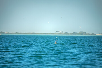 Dolphins (probably bottlenose dolphins) in the Persian Gulf, near artificial islands and Yas Island Abu Dhabi