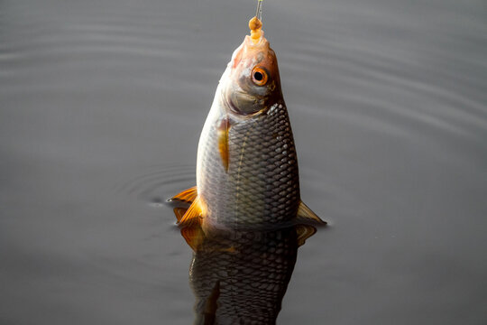 Roach. Gambling fishing on the river in the evening. Leger rig evening biting, bottom line set up