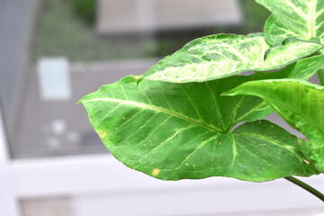 beautiful plant Syngonium podophyllum its pot indoors