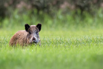 Fototapeta na wymiar Wild boar in a clearing in the wild