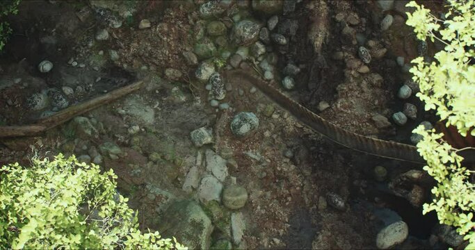 Spinosaurus dinosaurus hunts. A dinosaur in search of prey.