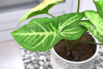 beautiful plant Syngonium podophyllum its pot indoors