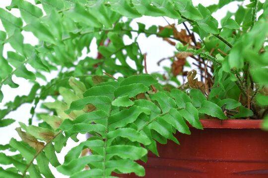 beautiful plant fern Filicopsida in its pot indoors