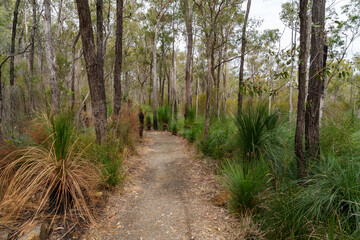 Grass tree lined pathway through the forest at Mt French National Park, Queensland, Australia