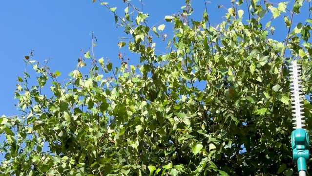 Seasonal pruning trees with pruning shears. Gardener pruning fruit trees with pruning shears. Taking care of garden. Cutting tree branch.
