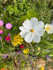 Close up of beautiful white Cosmos flowers in full bloom floral greenery leaves background and other yellow pink red white wild blossom in organic country garden allotment in Summer day light flat lay