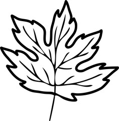 Maple leaf linear sketch