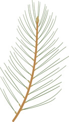 Coniferous pine or fir branch 