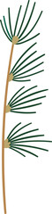 Coniferous fir branch