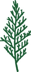 Coniferous thuja branch