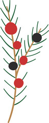 Juniper sprig with berries. Coniferous branch