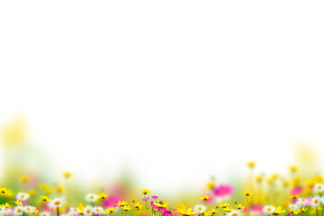 Flowers isolated on transparent background, Flower summer spring flowers png, frame background, border overlay, without background 