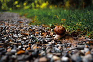 Weinbergschnecke