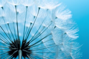 Close up of dandelion on the blue background. 