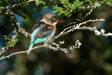 Brown hooded Kingfisher, Kruger National Park, South Africa.