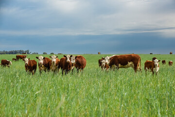 Countryside landscape with cows grazing, La Pampa, Argentina