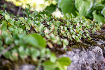 Fototapeta na wymiar green moss on the stone